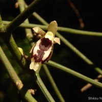 Luisia tenuifolia Blume